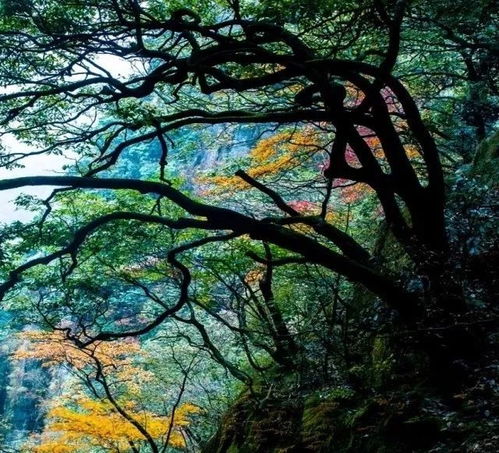 感恩之旅 安福羊獅慕 科隆生態園精品純玩二日游