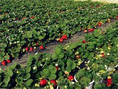 優(yōu)質(zhì)有機(jī)采摘園在山東 生態(tài)旅游的熱門(mén)目的地